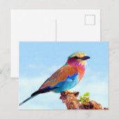 Neergestreken Kleurrijke Afrikaanse Vogel Feestdagenkaart (Voorkant / Achterkant)