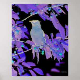 Negatief film effect Waxwing Bird Animal Poster