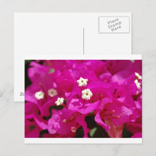 Negril, Jamaica Briefkaart (Voorkant / Achterkant)