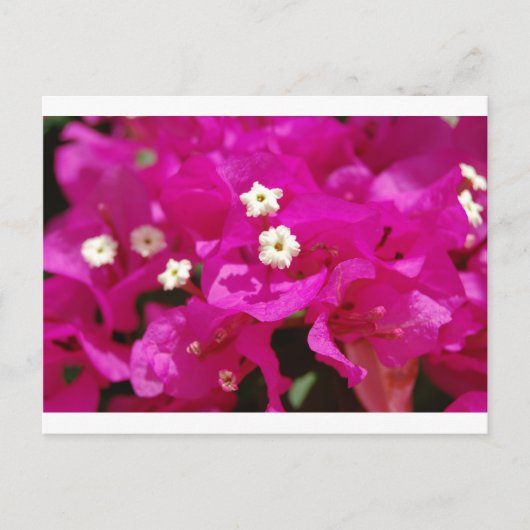 Negril, Jamaica Briefkaart (Voorkant)