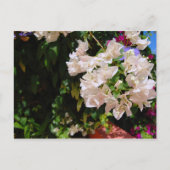 Negril, Jamaica Briefkaart (Voorkant)