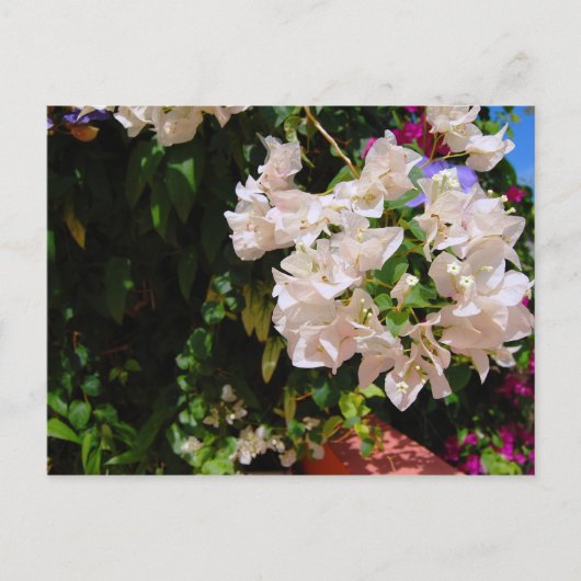 Negril, Jamaica Briefkaart (Voorkant)