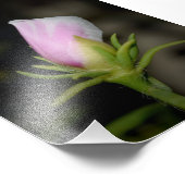 Neil Jones Fotografie - geboorte van een Roos Foto Afdruk (Hoek)