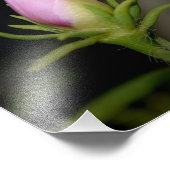 Neil Jones Photography - geboorte van een Roos. Foto Afdruk (Hoek)