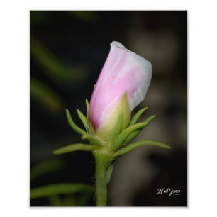 Neil Jones Photography - geboorte van een Roos. Foto Afdruk