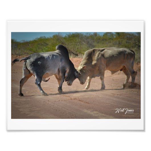 Neil Jones Photography - King of the Road. Foto Afdruk (Voorkant)