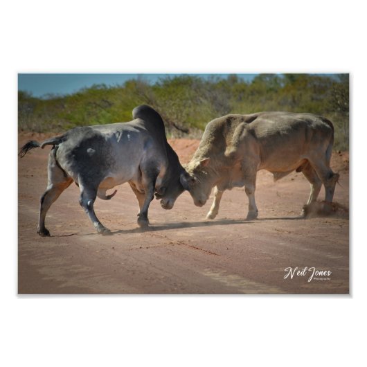 Neil Jones Photography - King of the Road Foto Afdruk (Voorkant)