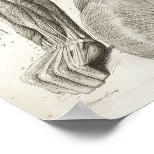  nek-nekspieren Medische druk Poster (Hoek)