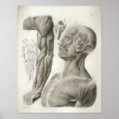  nek-nekspieren Medische druk Poster (Voorkant)