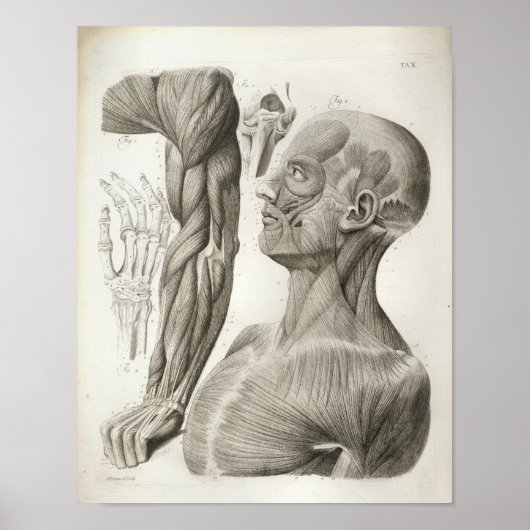 nek-nekspieren Medische druk Poster (Voorkant)