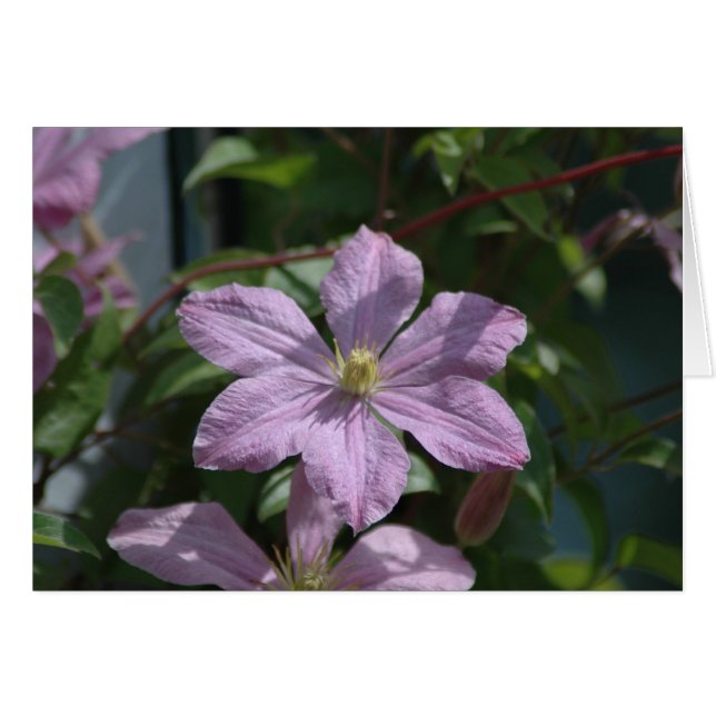 Nelly Moser Clematis 2009 (Voorkant Horizontaal)