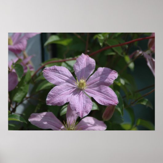 Nelly Moser Clematis 2009 Poster (Voorkant)