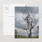 Nelson Atkins Sculpture Park Metal Tree # 2 Briefkaart (Voorkant / Achterkant)