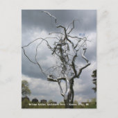 Nelson Atkins Sculpture Park Metal Tree # 2 Briefkaart (Voorkant)