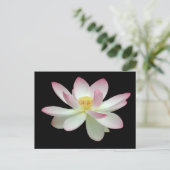 Nelumbo nucifera briefkaart (Staand voorkant)