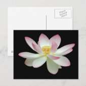 Nelumbo nucifera briefkaart (Voorkant / Achterkant)