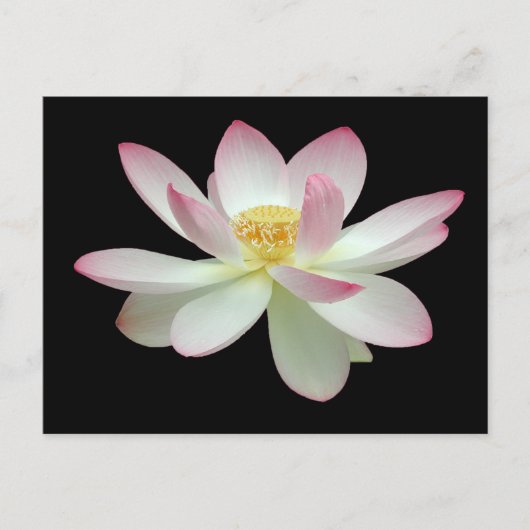 Nelumbo nucifera briefkaart (Voorkant)