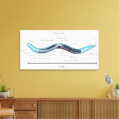 Nematode hermafrodiet Caenorhabditis elegans Canvas Afdruk (Insitu (Woonkamer))