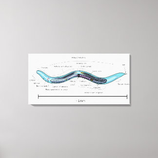 Nematode hermafrodiet Caenorhabditis elegans Canvas Afdruk