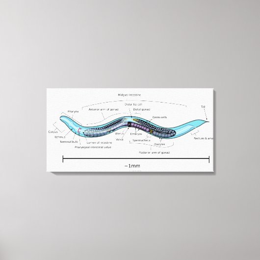 Nematode hermafrodiet Caenorhabditis elegans Canvas Afdruk (Voorkant)