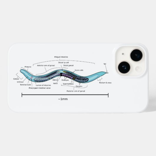 Nematode hermafrodiet Caenorhabditis elegans Case-Mate iPhone Case (Achterkant (horizontaal))