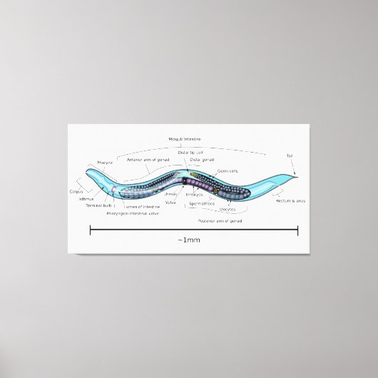 Nematode hermaphrodite Caenorhabditis elegans Canvas Afdruk (Voorkant)