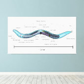 Nematode hermaphrodite Caenorhabditis elegans Canvas Afdruk (Insitu (Houten vloer))