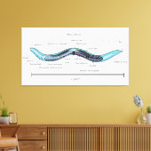 Nematode hermaphrodite Caenorhabditis elegans Canvas Afdruk (Insitu (Woonkamer))