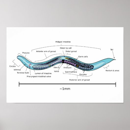 Nematode hermaphrodite Caenorhabditis elegans Poster (Voorkant)