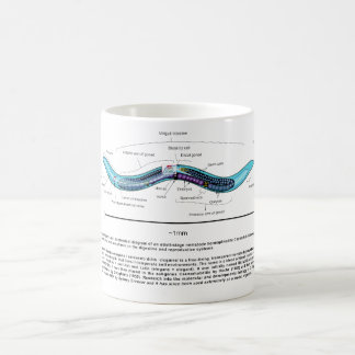 Nematode Roundworm Caenorhabditis Elegans Diagram Koffiemok
