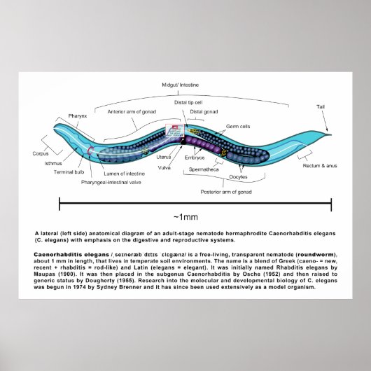 Nematode Roundworm Caenorhabditis Elegans Diagram Poster (Voorkant)
