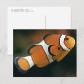 Nemo Briefkaart (Voorkant / Achterkant)