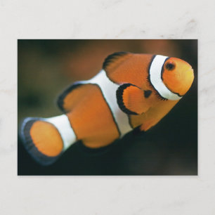 Nemo Briefkaart