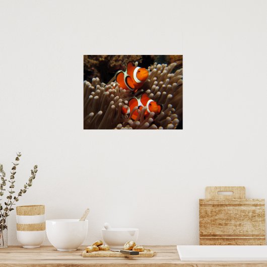Nemo Clown Fish Print (Keuken)