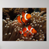 Nemo Clown Fish Print (Voorkant)
