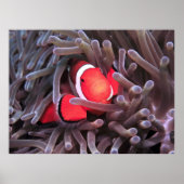 Nemo gevonden poster (Voorkant)