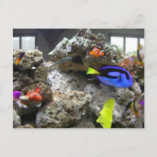 Nemo met zijn ang briefkaart