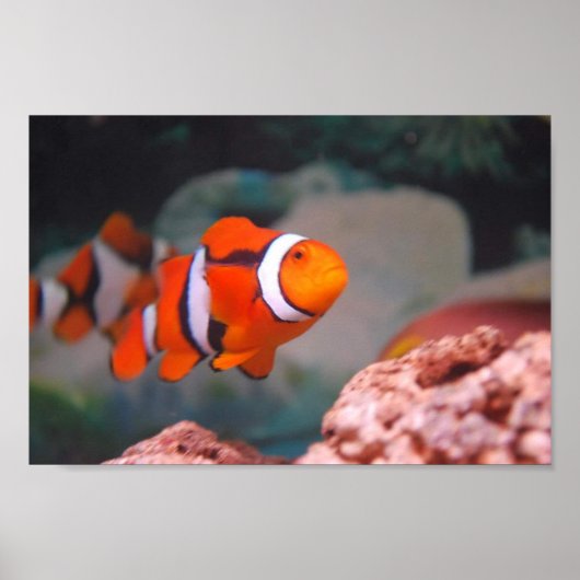 Nemo Poster (Voorkant)