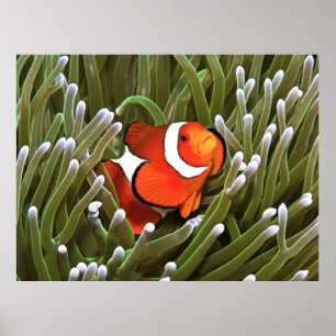 Nemo Poster