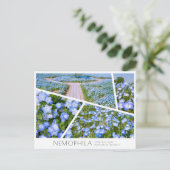 NEMOPHILA（Baby Blue Eyes） Briefkaart (Staand voorkant)