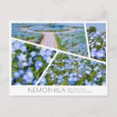 NEMOPHILA（Baby Blue Eyes） Briefkaart (Voorkant)