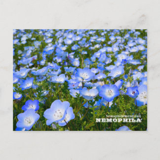 NEMOPHILA(Baby Blue Eyes) Briefkaart