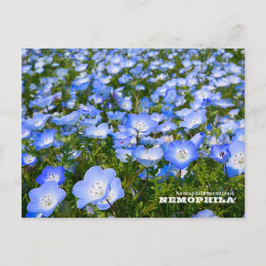 NEMOPHILA（Baby Blue Eyes） Briefkaart (Voorkant)