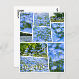 NEMOPHILA（Baby Blue Eyes） Briefkaart