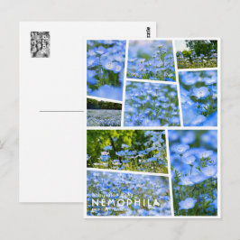 NEMOPHILA(Baby Blue Eyes) Briefkaart