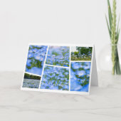 NEMOPHILA（Baby Blue Eyes） Kaart (Voorkant)