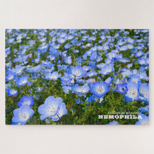 NEMOPHILA(Baby Blue Eyes) Legpuzzel (Horizontaal)