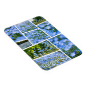 NEMOPHILA (Baby Blue Eyes) Magneet (Rechterzijde)