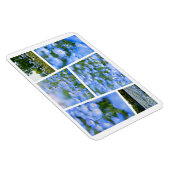 NEMOPHILA (Baby Blue Eyes) Magneet (Rechterzijde)