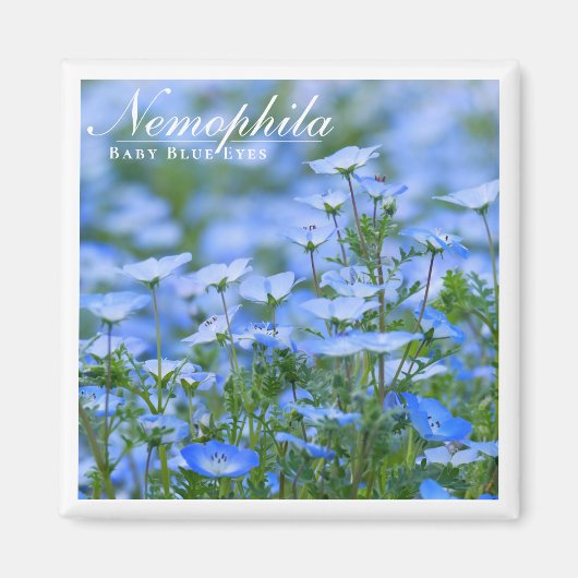 NEMOPHILA (Baby Blue Eyes) Magneet (Voorkant)
